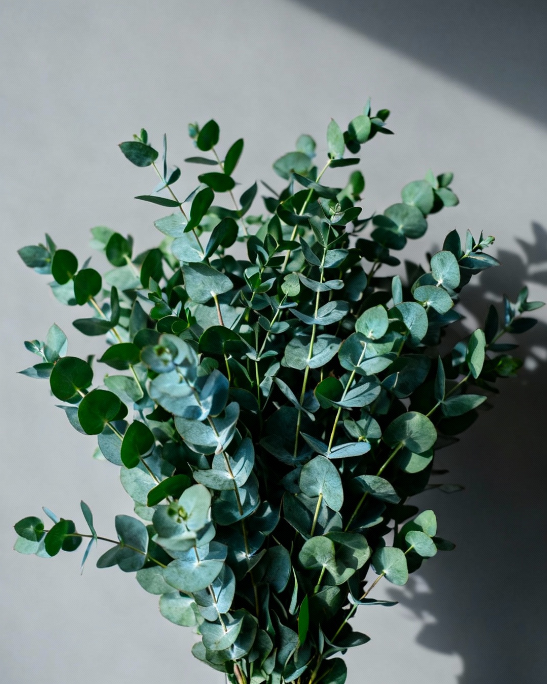 Eucalyptus (Bundle)